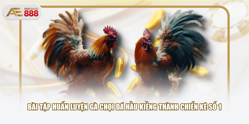 Bài tập huấn luyện gà chọi đá hầu kiềng thành chiến kê số 1