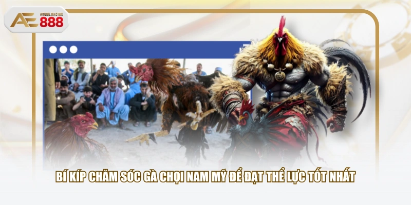 Bí kíp chăm sóc gà chọi Nam Mỹ để đạt thể lực tốt nhất