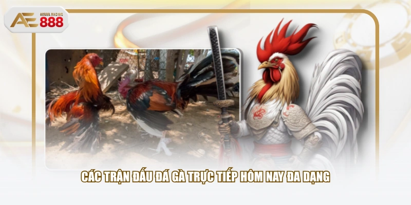 Các trận đấu đá gà trực tiếp hôm nay đa dạng