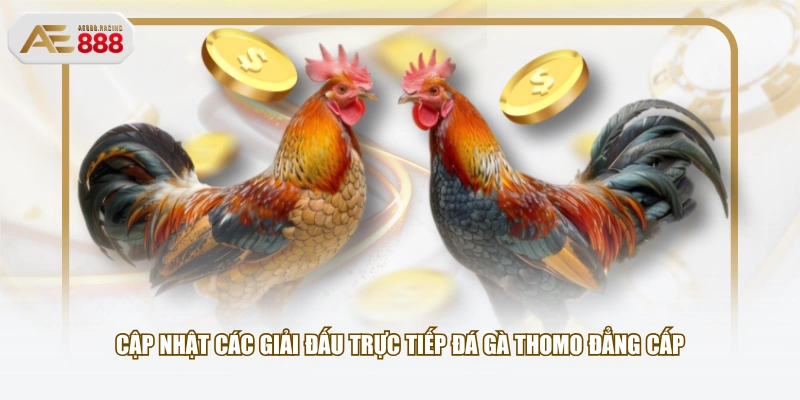 Cập nhật các giải đấu trực tiếp đá gà Thomo đẳng cấp