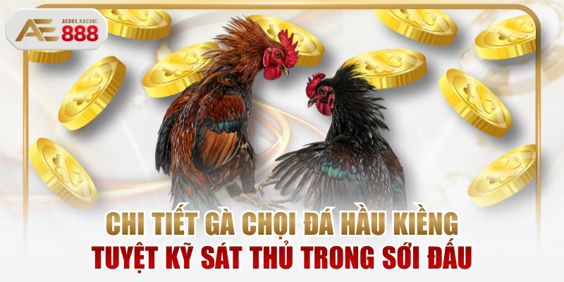 Chi Tiết Gà Chọi Đá Hầu Kiềng Tuyệt Kỹ Sát Thủ Trong Sới Đấu