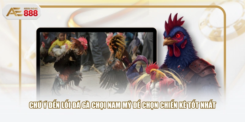 Chú ý đến lối đá gà chọi Nam Mỹ để chọn chiến kê tốt nhất
