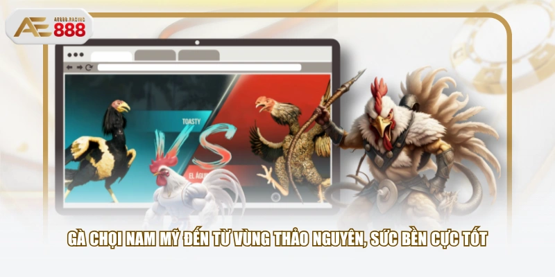 Gà chọi Nam Mỹ đến từ vùng thảo nguyên, sức bền cực tốt