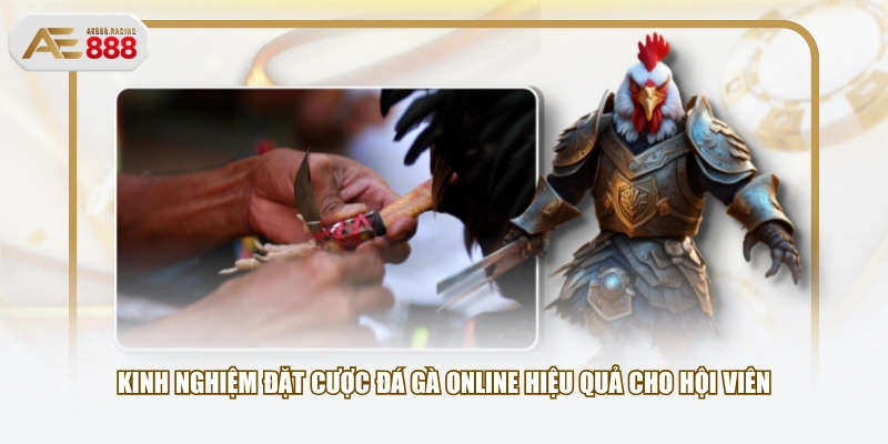 Kinh nghiệm đặt cược đá gà online hiệu quả cho hội viên