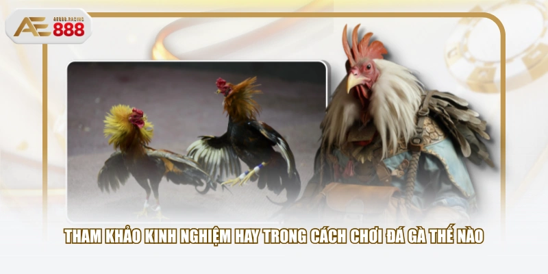 Tham khảo kinh nghiệm hay trong cách chơi đá gà thế nào