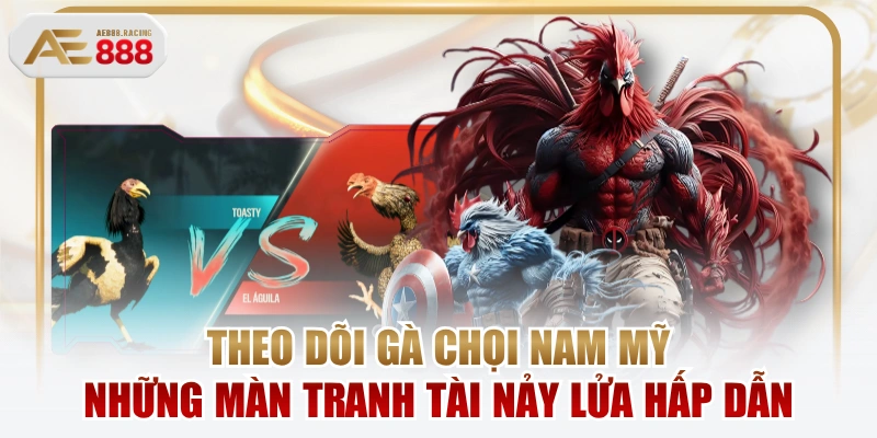 Theo Dõi Gà Chọi Nam Mỹ Những Màn Tranh Tài Nảy Lửa Hấp Dẫn