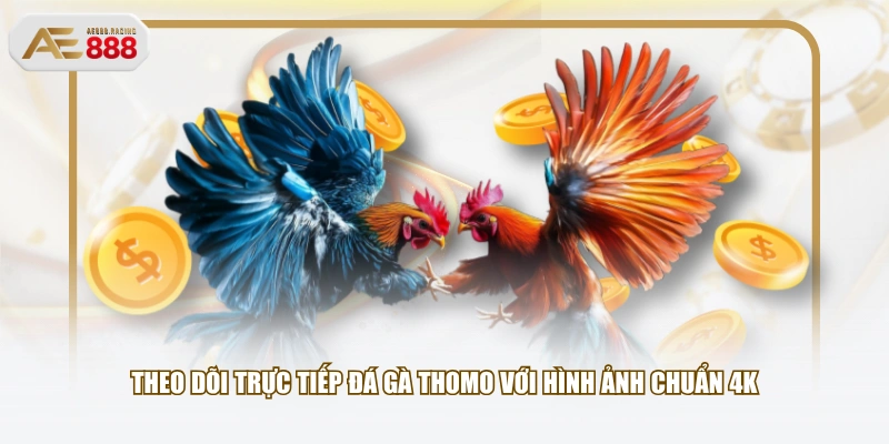 Theo dõi trực tiếp đá gà Thomo với hình ảnh chuẩn 4K