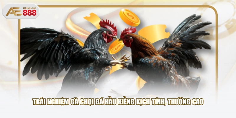Trải nghiệm gà chọi đá hầu kiềng kịch tính, thưởng cao