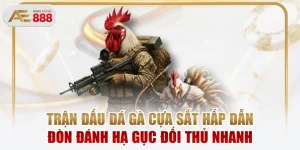 Trận Đấu Đá Gà Cựa Sắt Hấp Dẫn Đòn Đánh Hạ Gục Đối Thủ Nhanh