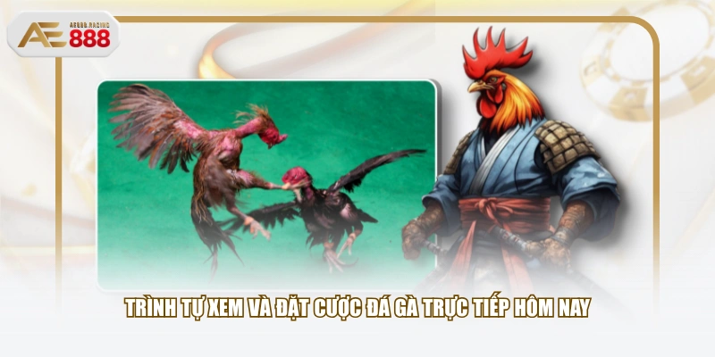 Trình tự xem và đặt cược đá gà trực tiếp hôm nay