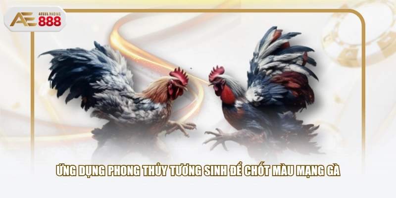 Ứng dụng phong thủy tương sinh để chốt màu mạng gà