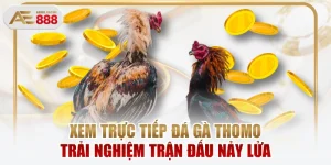 Xem Trực Tiếp Đá Gà Thomo Trải Nghiệm Trận Đấu Nảy Lửa